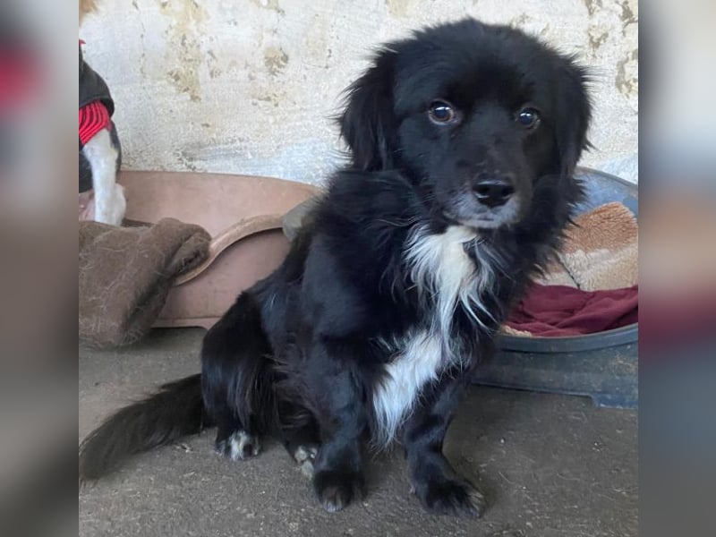 Mochi, geb. ca. 01/2024, lebt in GRIECHENLAND, auf einer privaten Pflegestelle