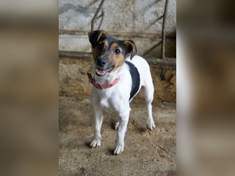 Möök, geb. ca. 04/2025, lebt in GRIECHENLAND, auf einer privaten Pflegestelle