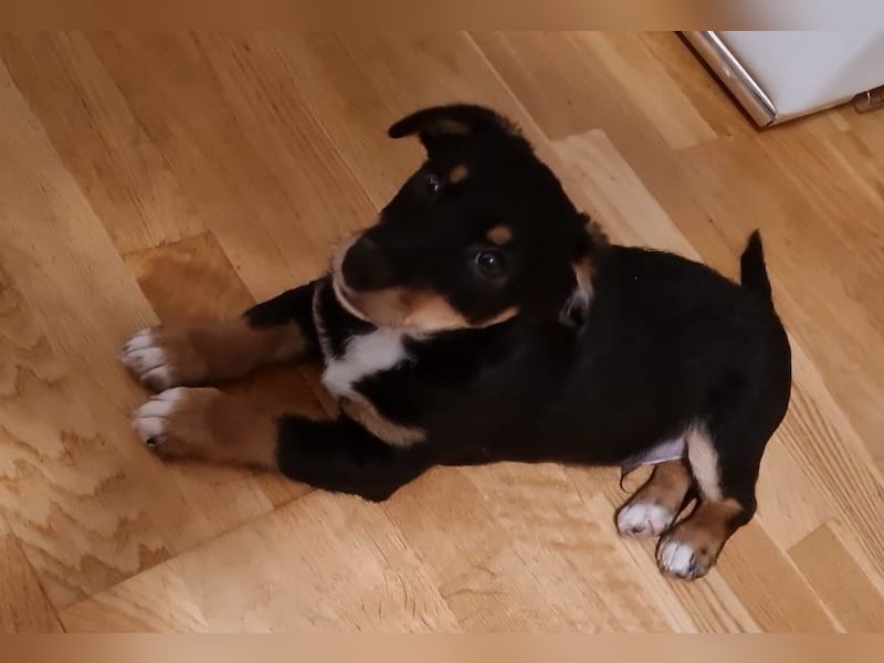 Tinos, geb. ca. 10/2025, lebt bei einer Familie in 12355 Berlin, Vermittlungshilfe