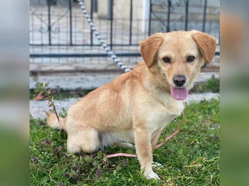 Flora, geb. ca. 03/2024, lebt in GRIECHENLAND, im städt. Tierheim Serres