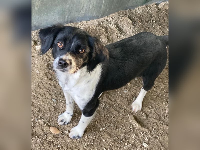 Noor, geb. ca. 08/2024, lebt in GRIECHENLAND, auf einer privaten Pflegestelle