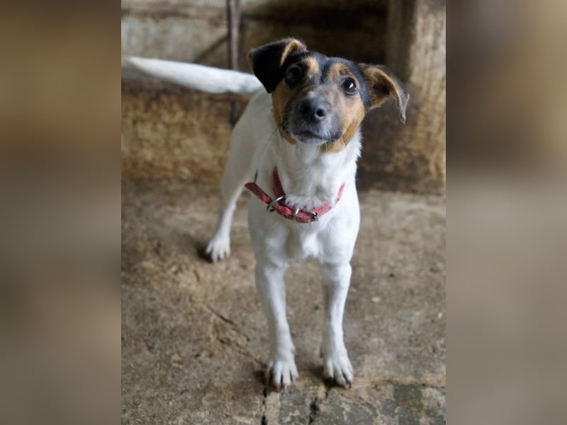 Möök, geb. ca. 04/2025, lebt in GRIECHENLAND, auf einer privaten Pflegestelle