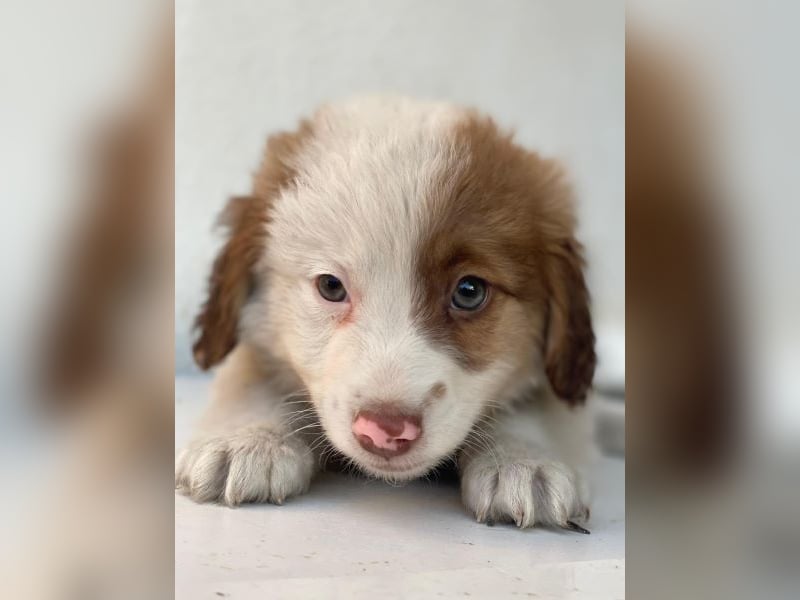 Milos, geb. ca. 10/2025, lebt in GRIECHENLAND, auf einer privaten Pflegestelle