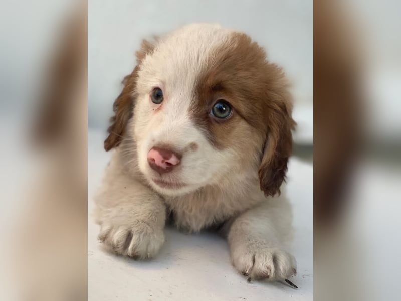 Milos, geb. ca. 10/2025, lebt in GRIECHENLAND, auf einer privaten Pflegestelle