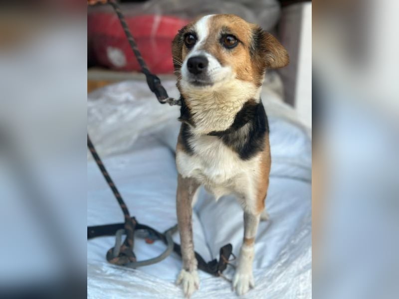 Foxy, geb. ca. 06/2024, lebt in GRIECHENLAND, auf einer privaten Pflegestelle