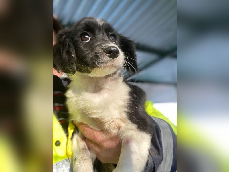 Ada, 09/2025, lebt in GRIECHENLAND, auf einer privaten Pflegestelle