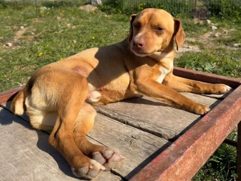 Ed, geb. 03.09.2022, lebt in GRIECHENLAND, auf einer privaten Pflegestelle