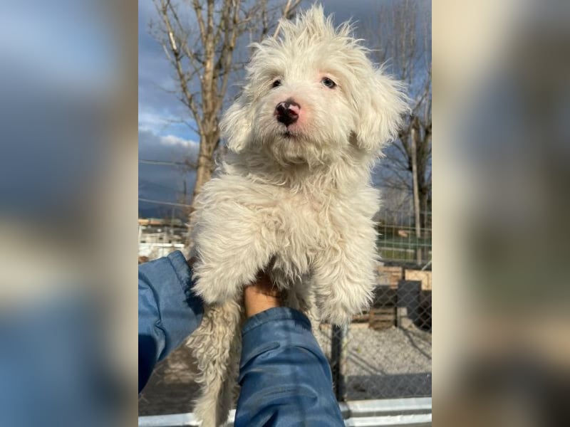 Elli, geb. ca. 08/2025, lebt in GRIECHENLAND, im städt. Tierheim Serres