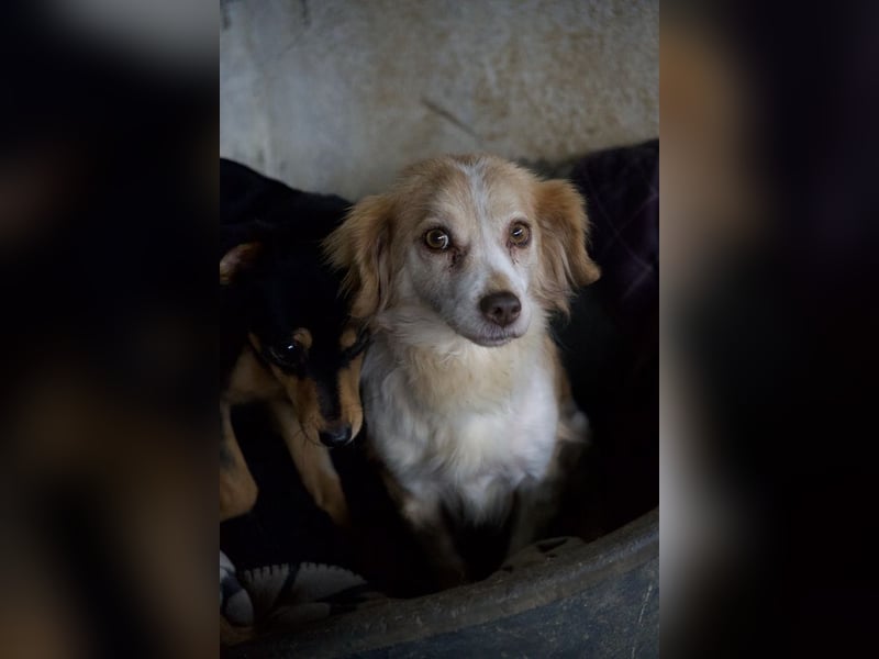 Milona, geb. ca. 10/2020, lebt in GRIECHENLAND, auf einer privaten Pflegestelle