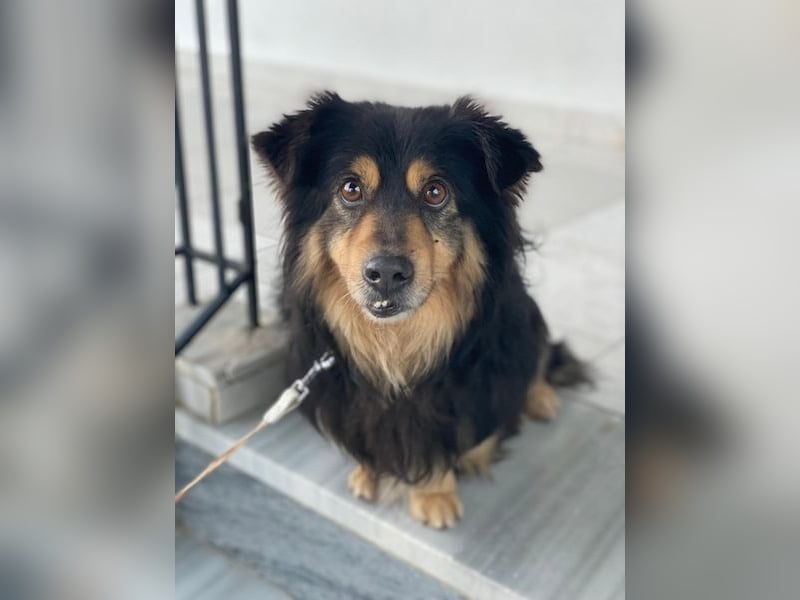 Jacub, geb. ca. 08/2023, lebt in GRIECHENLAND, im städt. Tierheim Serres