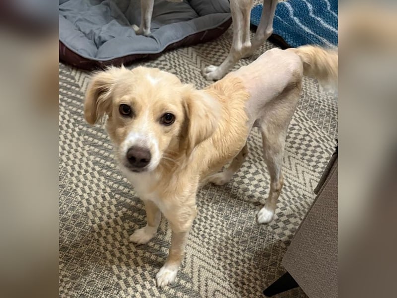 Hazel, geb. ca.02/2025, lebt in GRIECHENLAND, auf einer privaten Pflegestelle