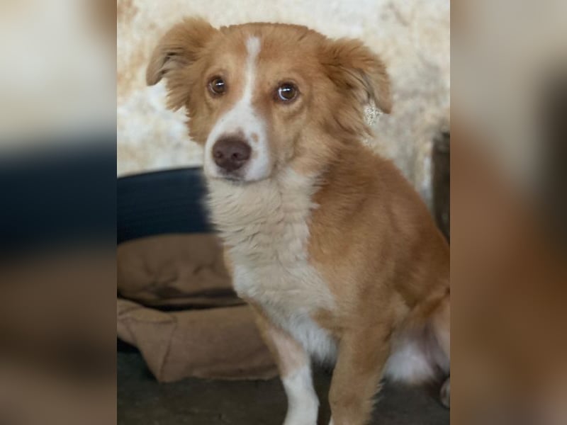 Novalis, geb. ca. 07/2023, lebt in GRIECHENLAND, auf einer privaten Pflegestelle