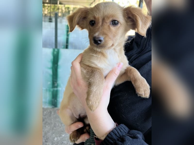 Loni, geb. ca. 08/2025, lebt in GRIECHENLAND, auf einer privaten Pflegestelle