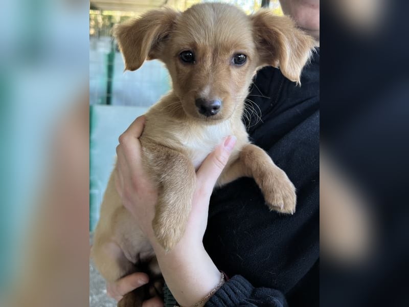 Loni, geb. ca. 08/2025, lebt in GRIECHENLAND, auf einer privaten Pflegestelle