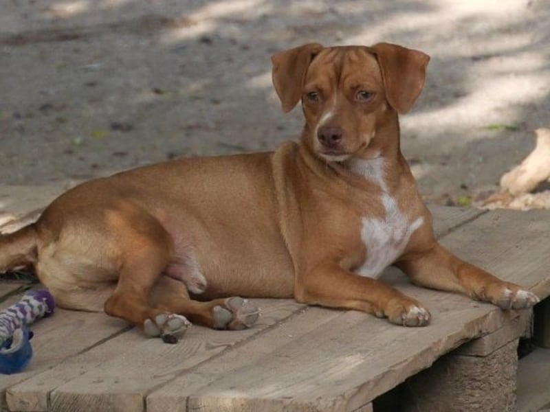 Ed, geb. 03.09.2022, lebt in GRIECHENLAND, auf einer privaten Pflegestelle