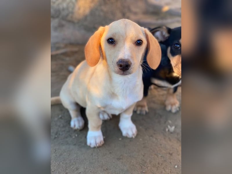 Rigatoni, geb. ca. 08/2025, lebt in GRIECHENLAND, auf einer privaten Pflegestelle