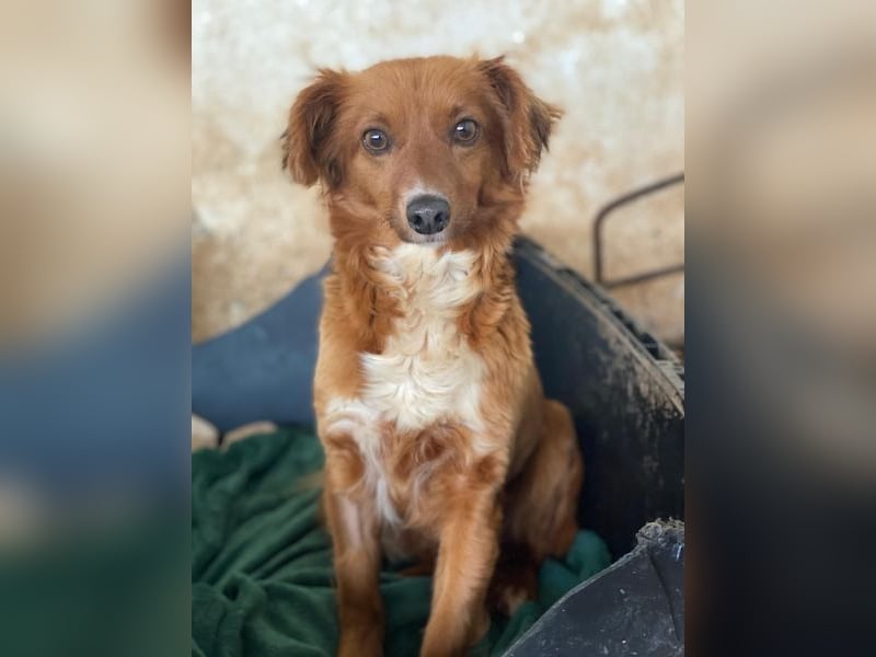 Konrada, geb. ca. 04/2025, lebt in GRIECHENLAND, auf einer privaten Pflegestelle