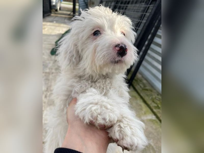 Elli, geb. ca. 08/2025, lebt in GRIECHENLAND, im städt. Tierheim Serres