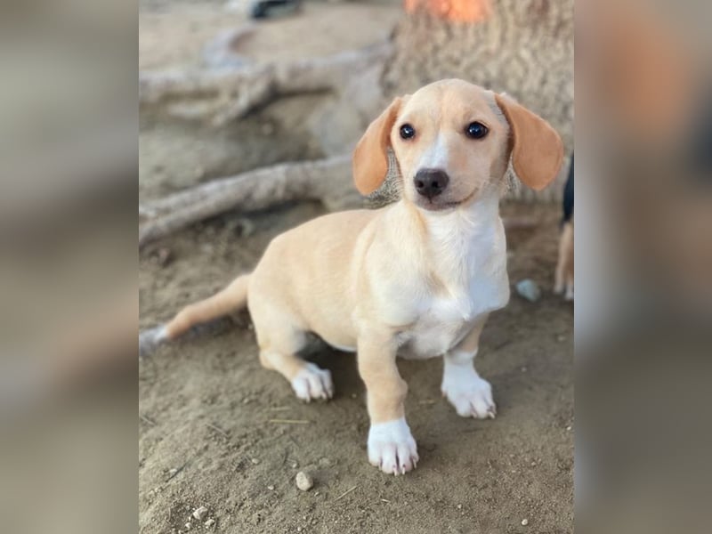 Rigatoni, geb. ca. 08/2025, lebt in GRIECHENLAND, auf einer privaten Pflegestelle