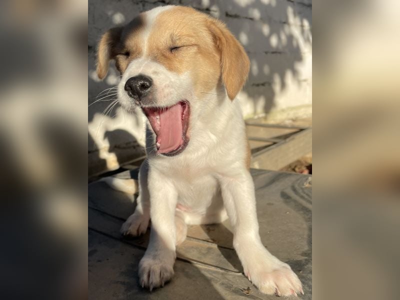 Elfie, geb. ca. 08/2025, lebt in GRIECHENLAND, auf einer privaten Pflegestelle