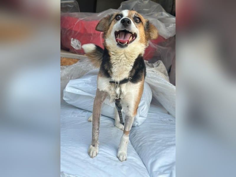 Foxy, geb. ca. 06/2024, lebt in GRIECHENLAND, auf einer privaten Pflegestelle