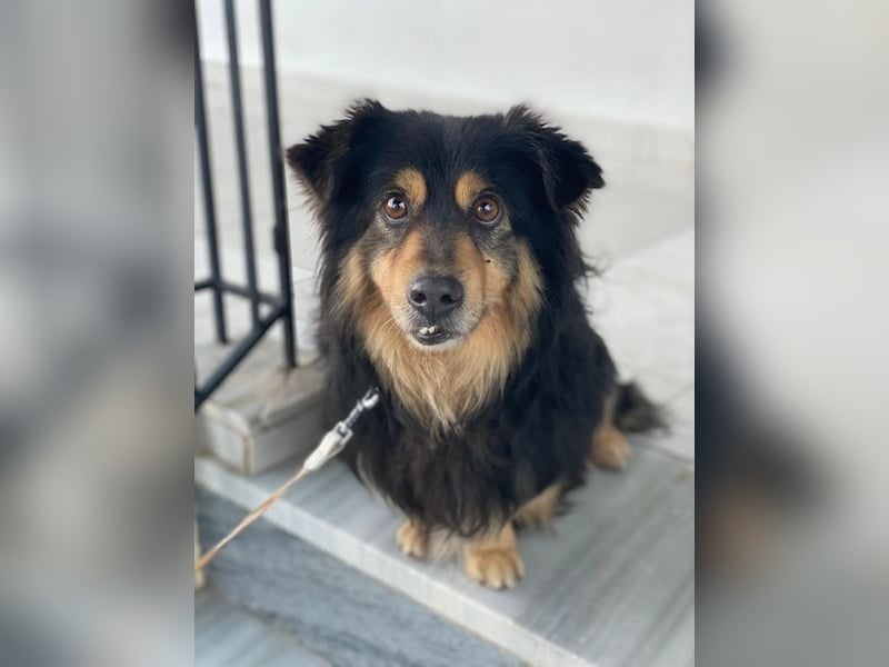 Jacub, geb. ca. 08/2023, lebt in GRIECHENLAND, im städt. Tierheim Serres