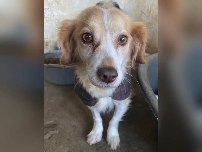 Milona, geb. ca. 10/2020, lebt in GRIECHENLAND, auf einer privaten Pflegestelle