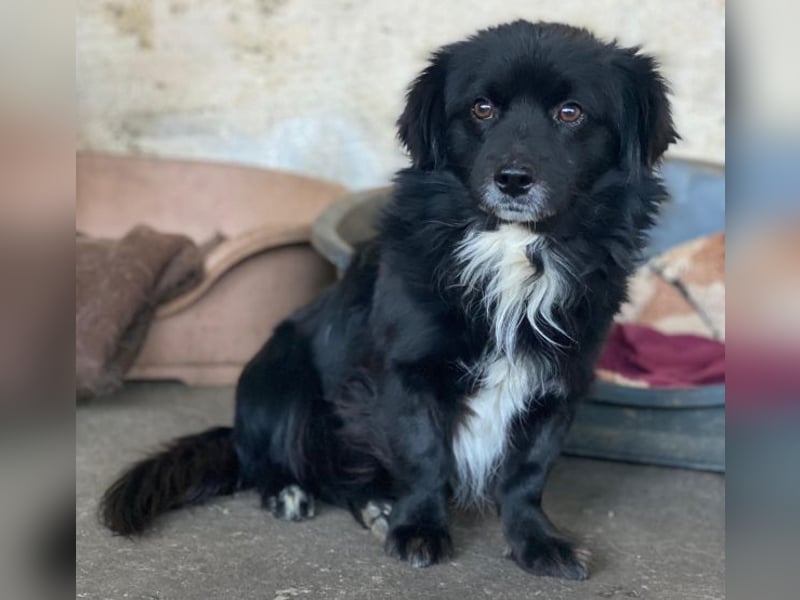 Mochi, geb. ca. 01/2024, lebt in GRIECHENLAND, auf einer privaten Pflegestelle