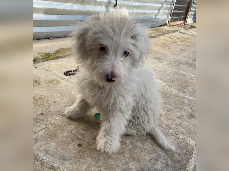 Elli, geb. ca. 08/2025, lebt in GRIECHENLAND, im städt. Tierheim Serres