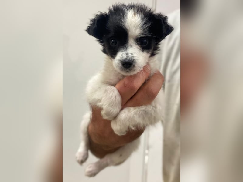 Louise, geb. ca. 08/2025, lebt in GRIECHENLAND, auf einer privaten Pflegestelle