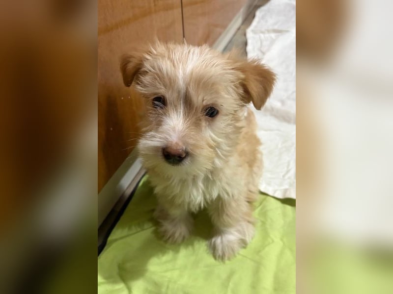 Norberta, geb. ca. 11/2025, lebt in GRIECHENLAND, auf einer privaten Pflegestelle