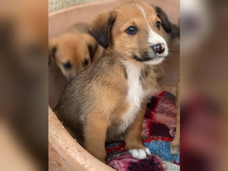 Artreo, geb. ca. 11/2025, lebt in GRIECHENLAND, im städt. Tierheim Serres