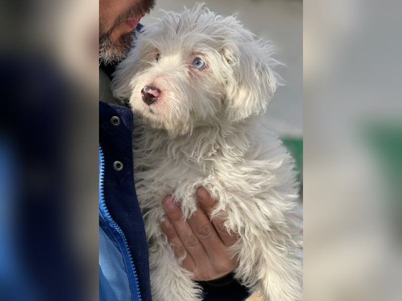 Elli, geb. ca. 08/2025, lebt in GRIECHENLAND, im städt. Tierheim Serres