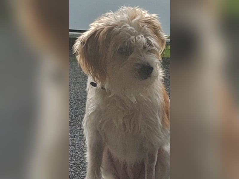 Eko, geb. ca. 11/2021, lebt auf einer Pflegestelle in 54647 Dudeldorf