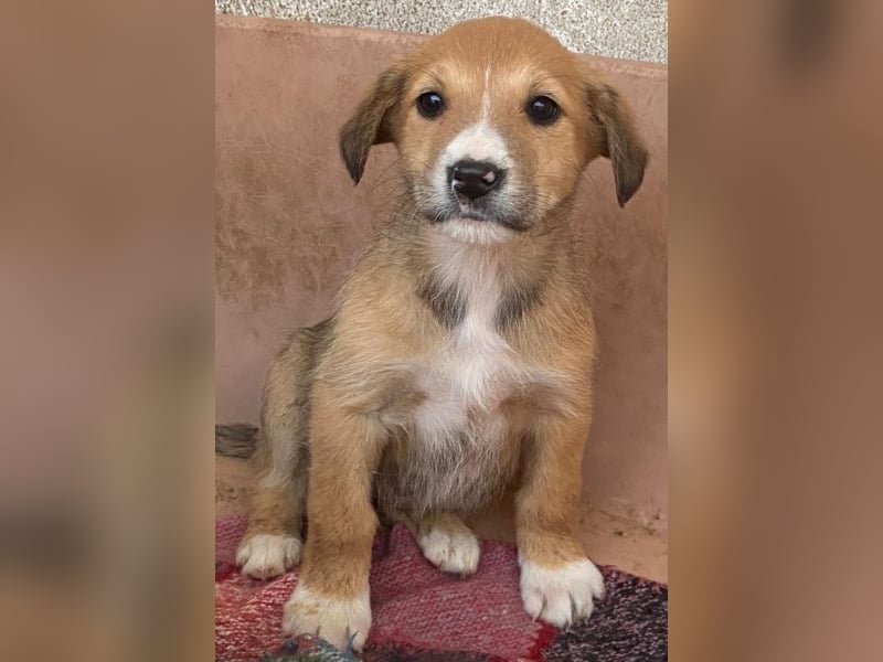 Sanna, geb. ca. 11/2025, lebt in GRIECHENLAND, im städt. Tierheim Serres