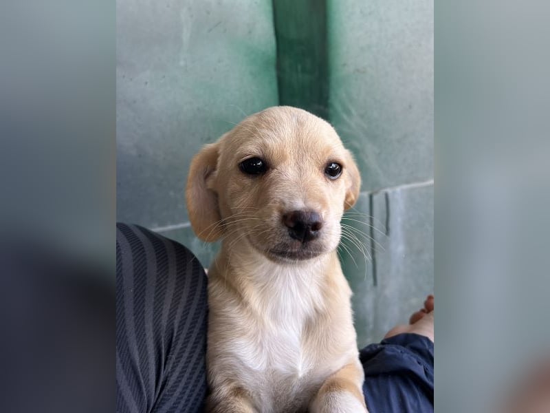 Elysia, geb. ca. 08/2025, lebt in GRIECHENLAND, auf einer privaten Pflegestelle