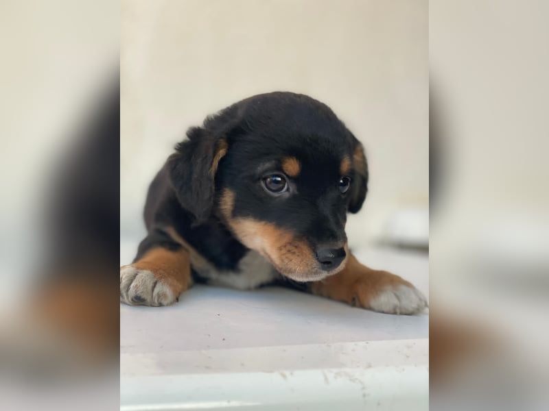 Tinos, geb. ca. 10/2025, lebt bei einer Familie in 12355 Berlin, Vermittlungshilfe