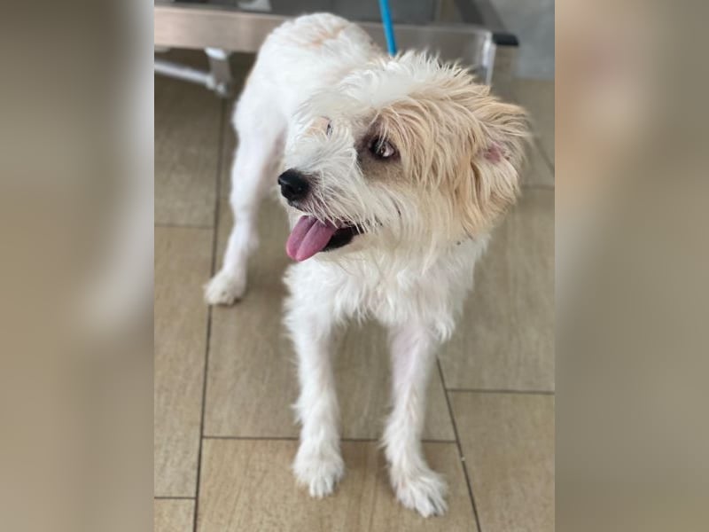 Eko, geb. ca 11/2021, lebt in GRIECHENLAND, im städt. Tierheim Serres