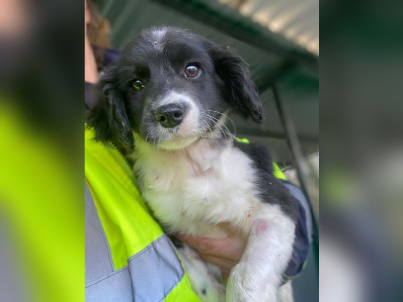 Ada, 09/2025, lebt in GRIECHENLAND, auf einer privaten Pflegestelle