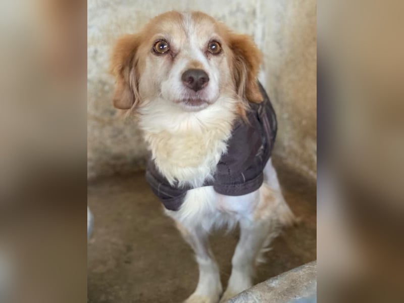 Milona, geb. ca. 10/2020, lebt in GRIECHENLAND, auf einer privaten Pflegestelle