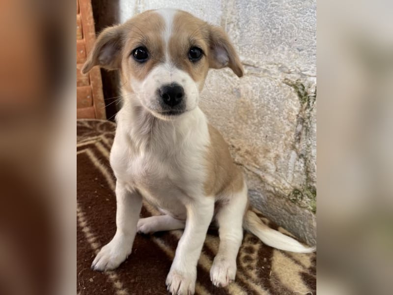 Elfie, geb. ca. 08/2025, lebt in GRIECHENLAND, auf einer privaten Pflegestelle