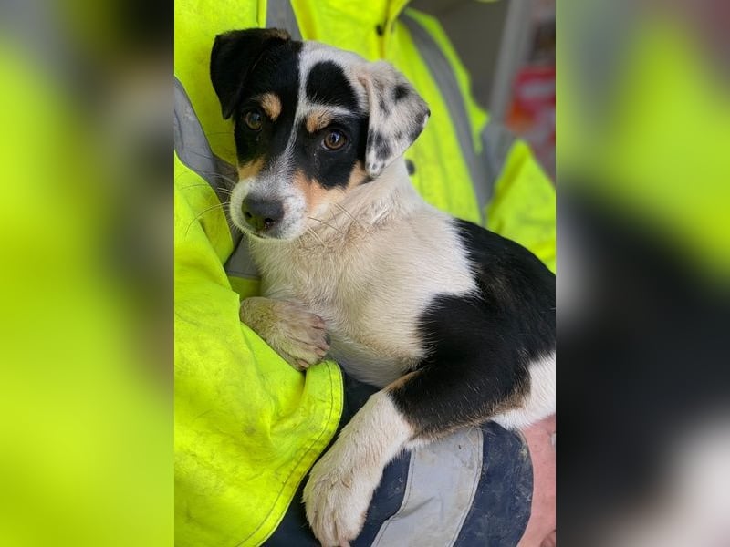 Julia, geb. ca. 08/2025, lebt auf einer Pflegestelle in 79576 Weil am Rhein