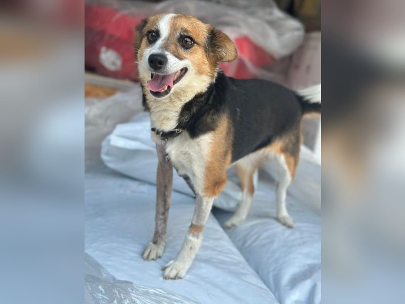 Foxy, geb. ca. 06/2024, lebt in GRIECHENLAND, auf einer privaten Pflegestelle