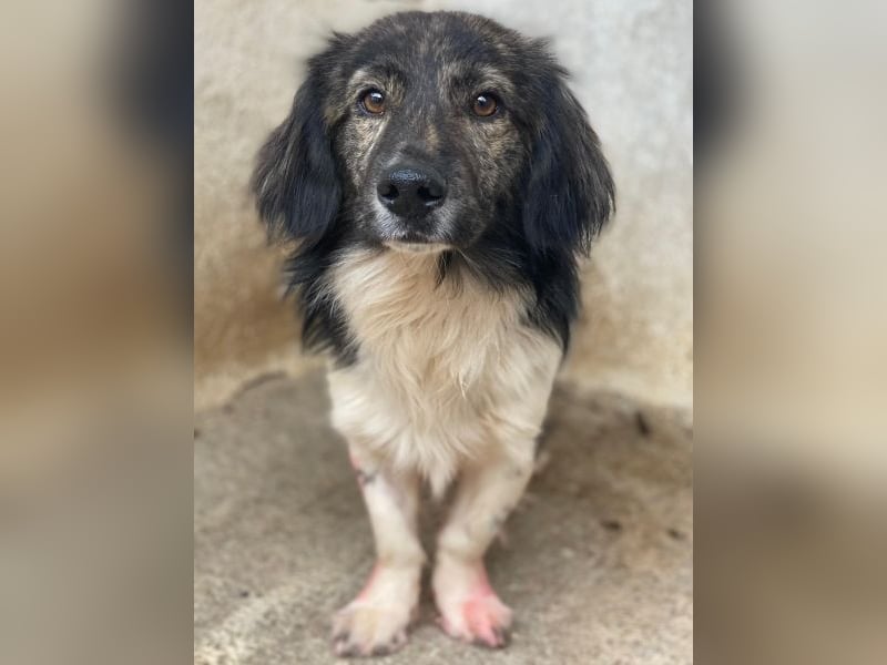 Achilles, geb. ca. 04/2025, lebt in GRIECHENLAND, im städt. Tierheim Serres