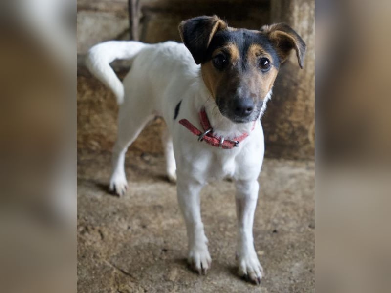 Möök, geb. ca. 04/2025, lebt in GRIECHENLAND, auf einer privaten Pflegestelle