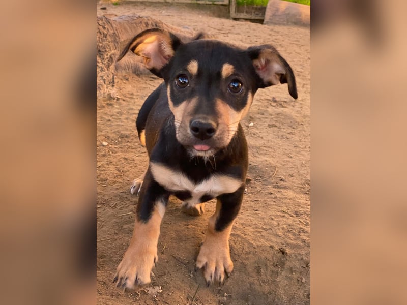 Spirelli, geb. ca. 08/2025, lebt in GRIECHENLAND, auf einer privaten Pflegestelle