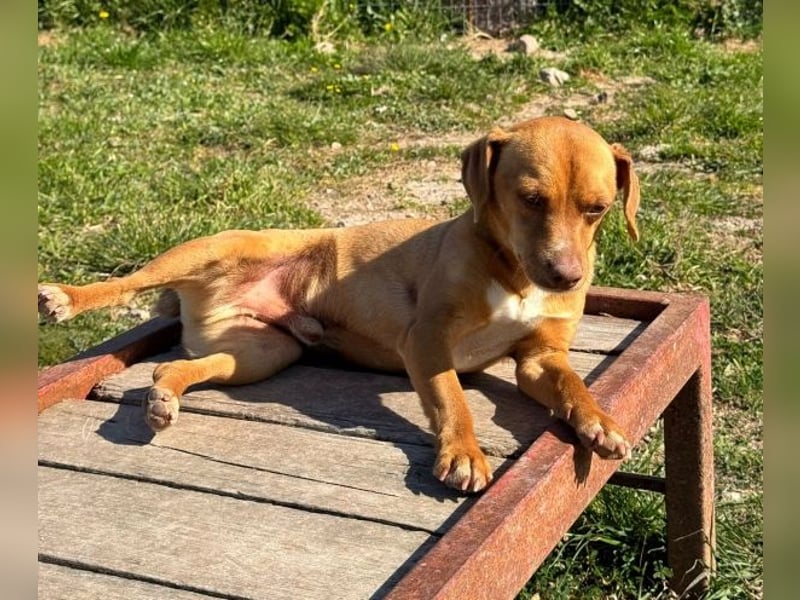 Ed, geb. 03.09.2022, lebt in GRIECHENLAND, auf einer privaten Pflegestelle