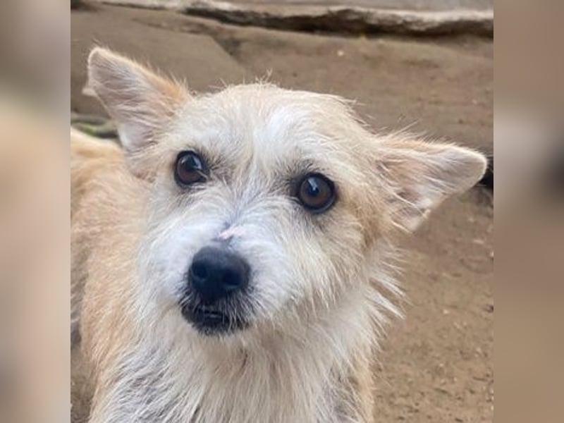 Trulla, geb. ca. 05/2024, lebt in GRIECHENLAND, auf einer privaten Pflegestelle