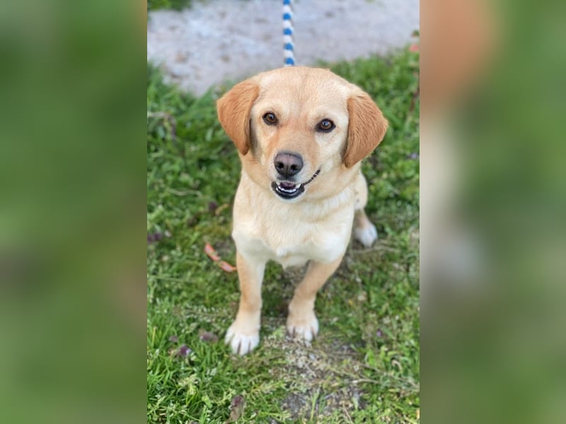 Flora, geb. ca. 03/2024, lebt in GRIECHENLAND, im städt. Tierheim Serres