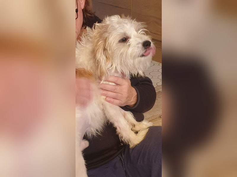 Eko, geb. ca. 11/2021, lebt auf einer Pflegestelle in 54647 Dudeldorf